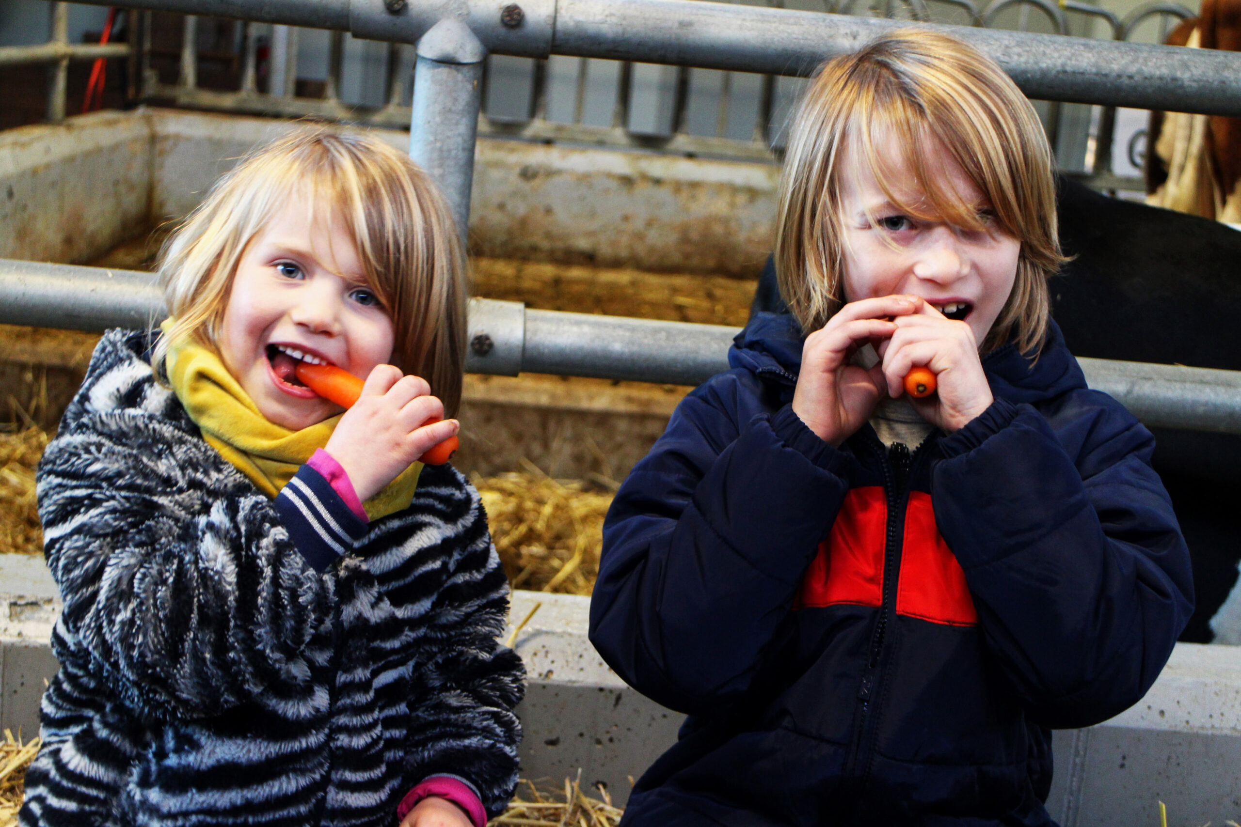 ‘Weet wat je eet’ op 14 januari in Rundveemuseum in Aartswoud