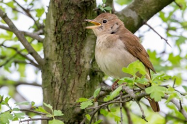 Nachtegalenwandeling op 10 mei met natuurvereniging Wierhaven