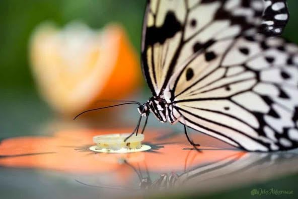 Kunstroute 2024 van de Kunstkring Wognum