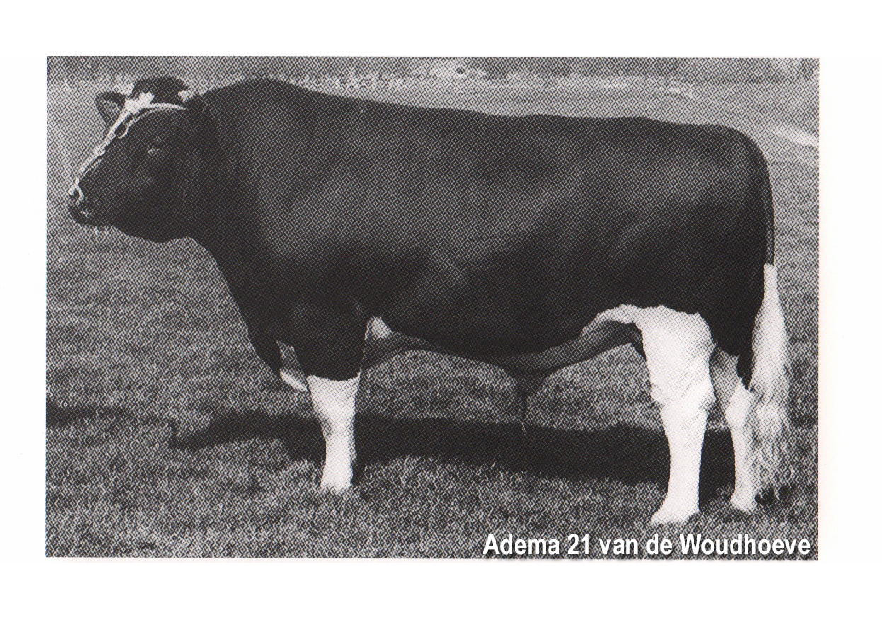 Vanaf 30 juni expositie over 150 jaar Stamboekvee in Rundveemuseum