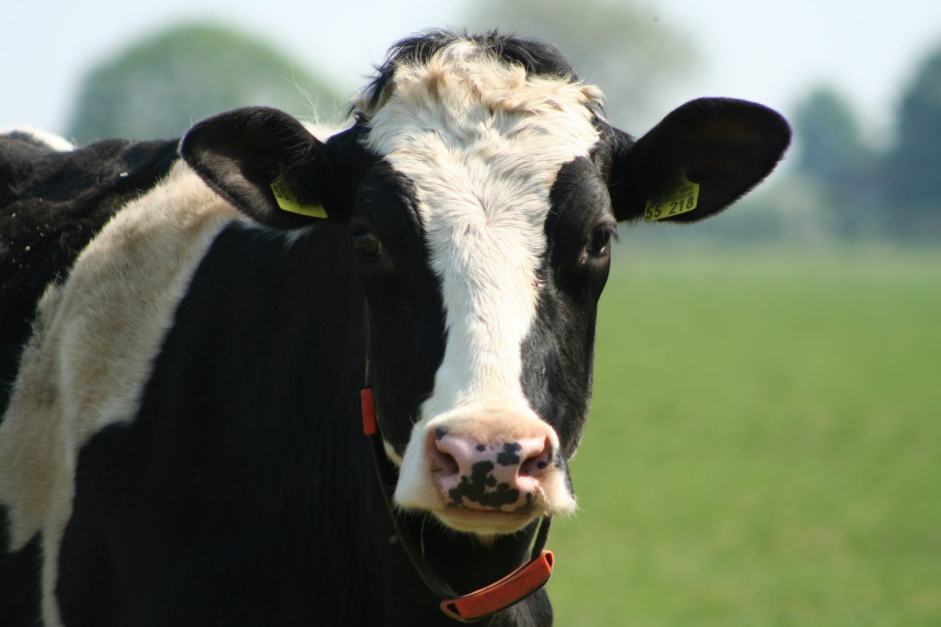 De leukste uitjes vind je op het platteland