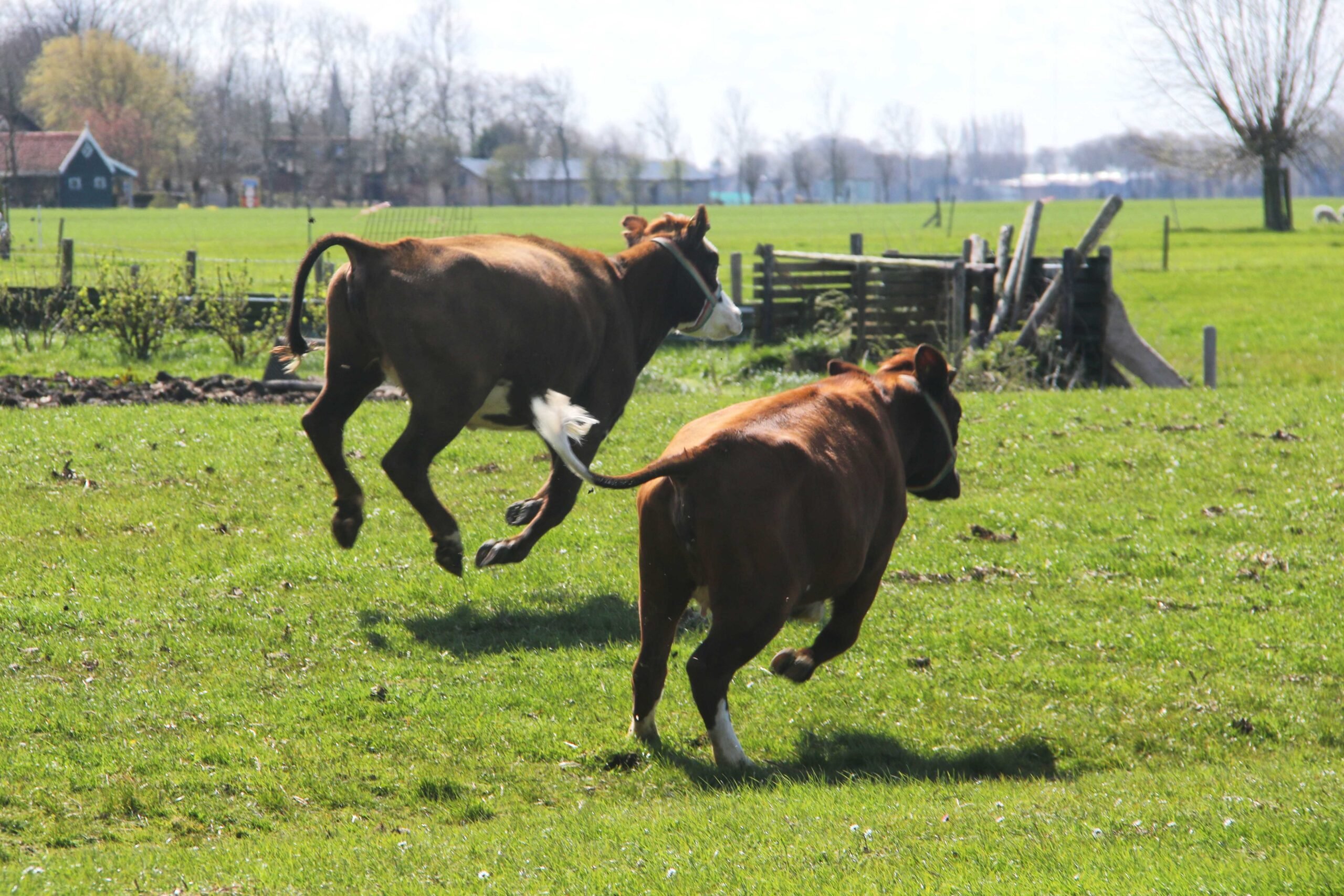 Koeien dansen het weiland bij het Rundveemuseum