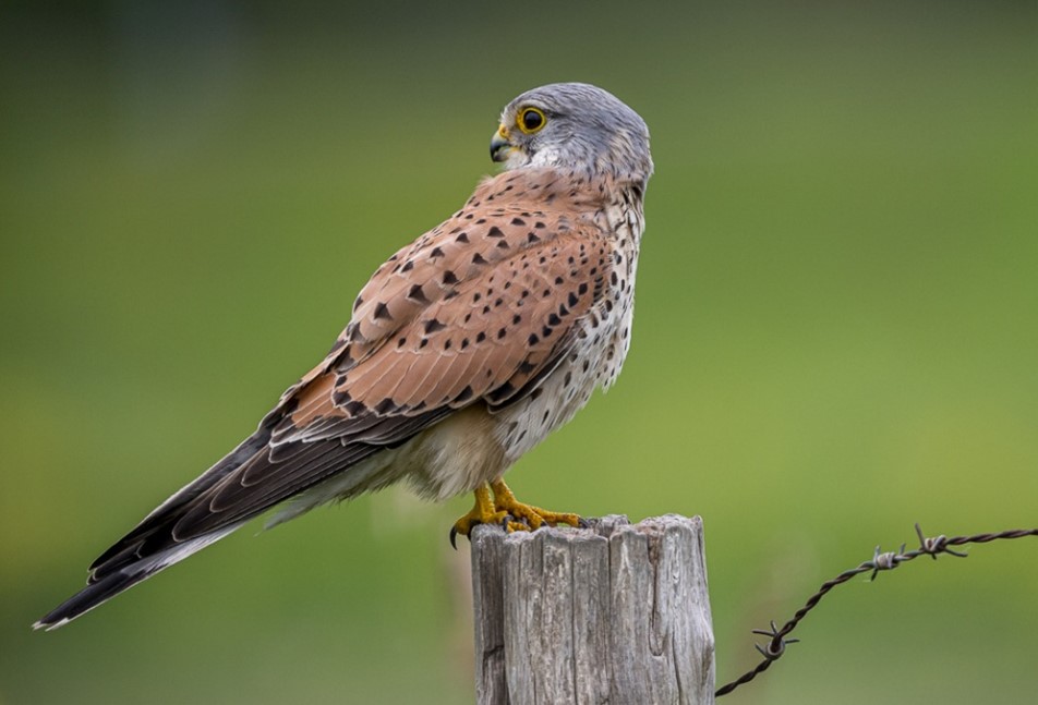 Natuurvereniging Wierhaven start vogelcursus
