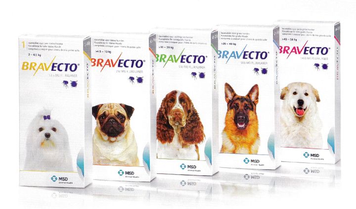 anti zecken tablette hund