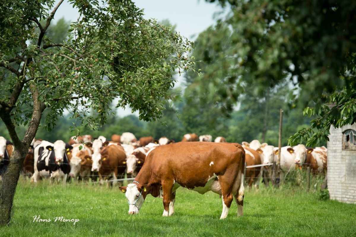 Koei’n Kiek’n bij op de boerderij van familie Admiraal in Sijbekarspel