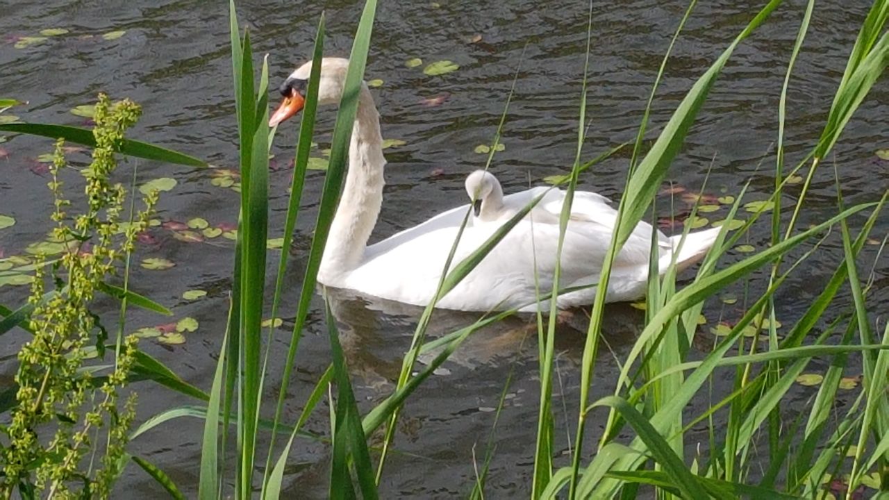Provincie vind handelswijze jagers zwanenjacht zeer onwenselijk maar past regels niet aan