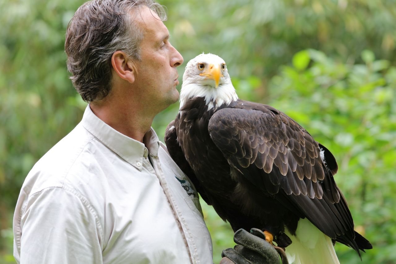 Roofvogels op Kasteel Radboud Medemblik Actueel
