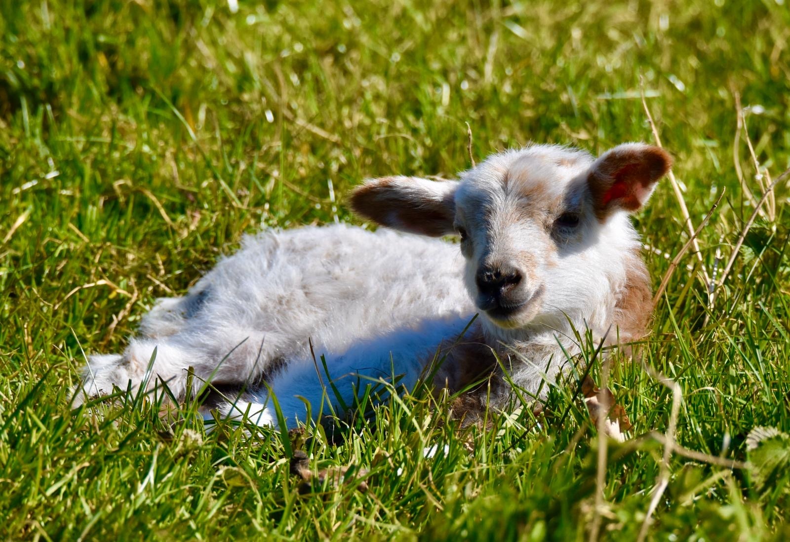 Vier de lente met SPRING! bij Mak Blokweer