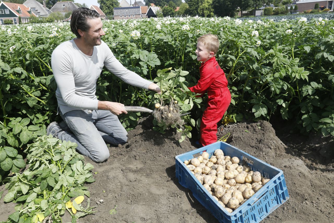 Eerste Opperdoezers geoogst