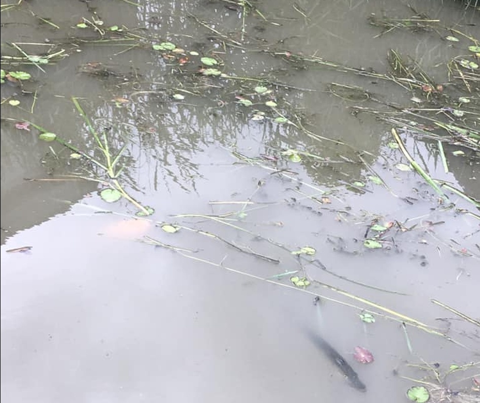 Medemblik gaat maaibeleid na veel klachten onderzoeken en waar mogelijk aanpassen