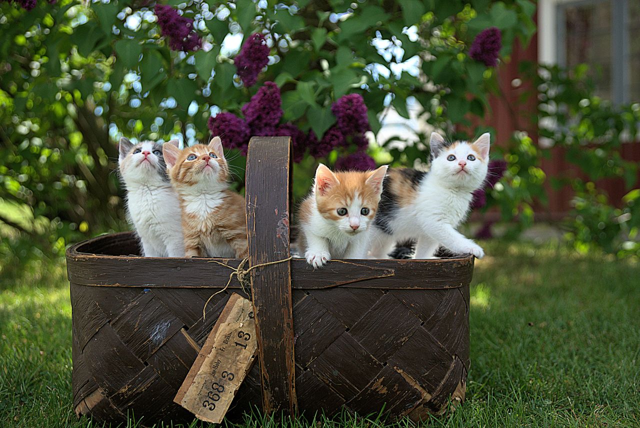 Gezocht, moordenaar van 5 pasgeboren kittens in Twisk