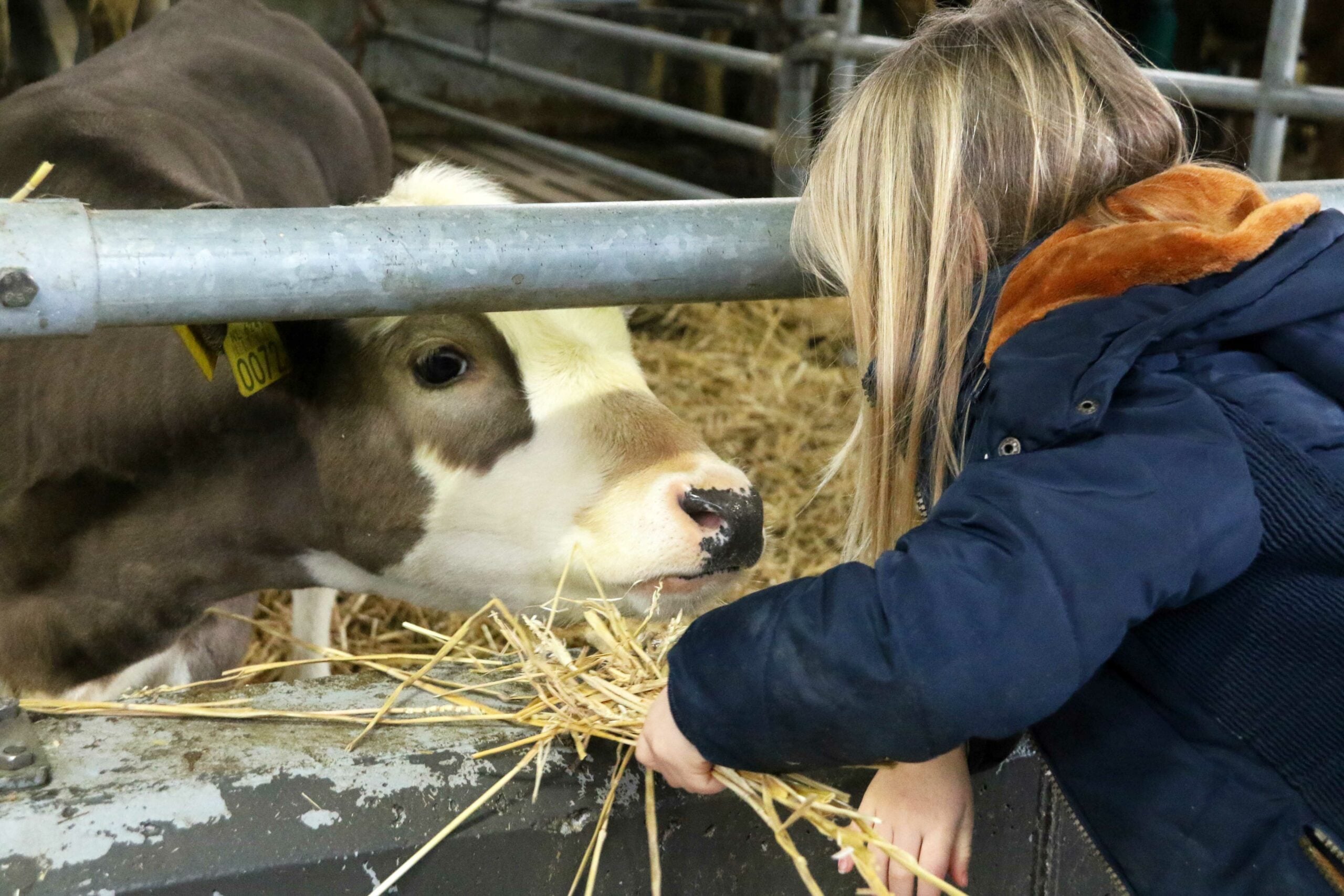 Dierenarts vertelt op 2 oktober in het Rundveemuseum - Medemblik Actueel