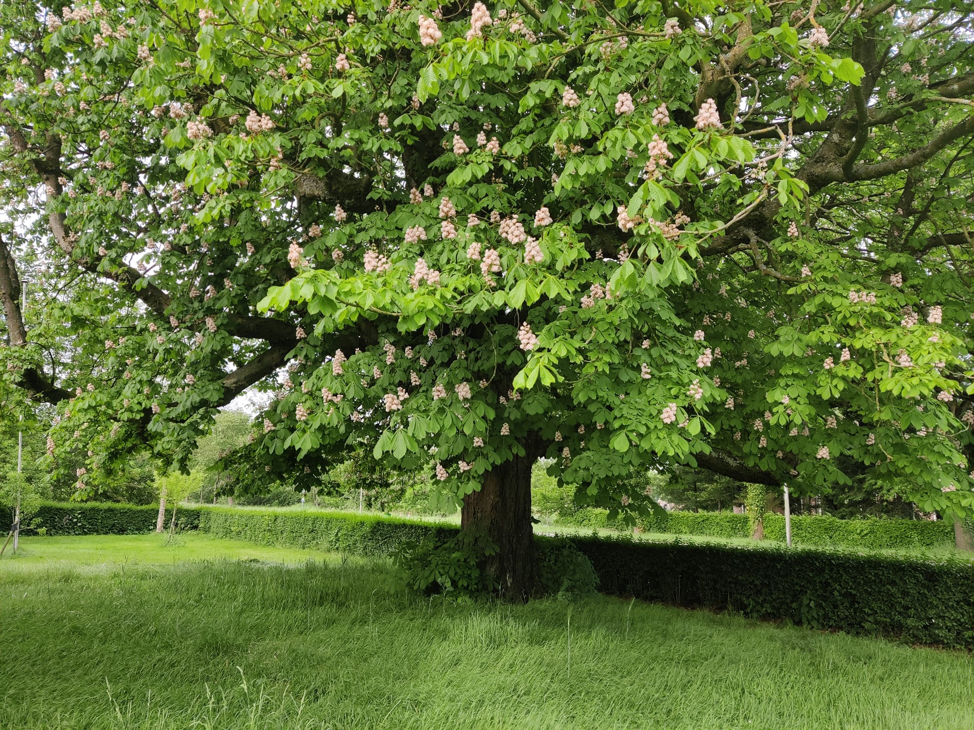 Wat is jouw Boom met een Verhaal? - Medemblik Actueel